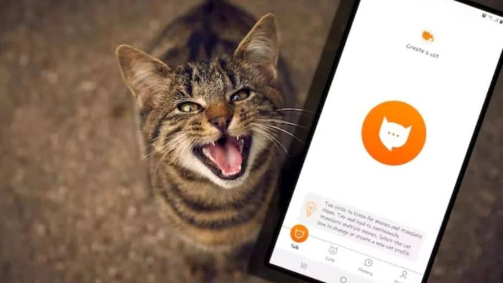 Insolite : une application vous permet de discuter avec votre chat